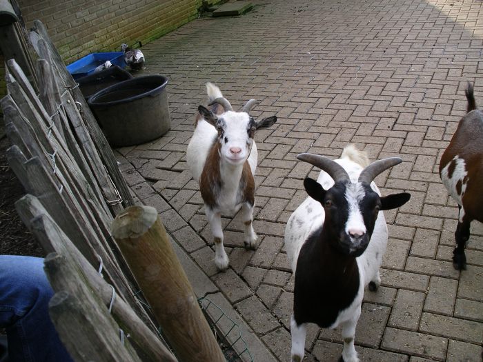 Geiten.JPG